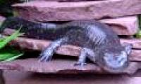 Discovering the principle of regenerating the body of salamanders