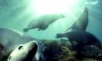 Discovering the sea lion's secret of deep hunting