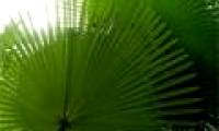 Discovering the type of gene can increase palm oil production