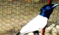 Discovering Thien Duong bird in Lao Cai