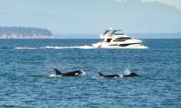 Discovering whales sinking boats in unexpected places