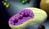 Discovery in mitochondria opens new research on cancer