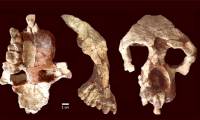 Discovery of 8.7 million-year-old remains turns human history upside down