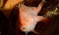 Discovery of extremely rare pink hand fish in the wreck of the SS Tasman