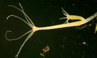 Discovery of organisms that can transmit cancer