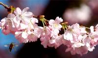 Discovery of the evolutionary history of flowering plants