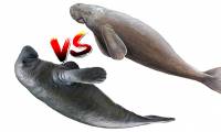 Distinguishing sea cows and manatees easily: Two rare creatures that look quite similar, very easy!