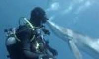 Diver jumps when he gets sharks