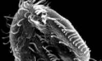 DNA 'garbage' plays an important role