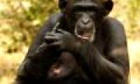 Do animals have menopause like humans?