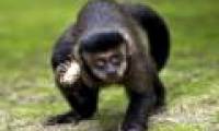 Do not stamp the fever, the Brazilian massacre monkey