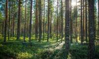 Do trees grow faster because of earthquakes?