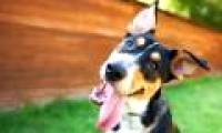 Do your dogs often tilt their heads like this?  Why is that?