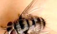 Does the fly brain work like a human brain?