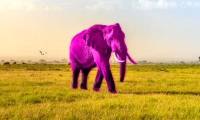 Does the Pink Elephant Test Reveal Whether You Have 'Animagi' Syndrome?