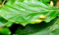 Does the plant have cancer?