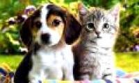 Dog and cat?