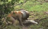 Dog attacked by large python and the unexpected 'turnaround'