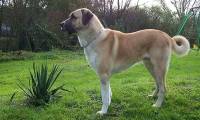 Dog breed known as 'four great war dogs' and the nemesis of wolves
