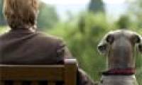 Dog keeping helps reduce the risk of heart disease