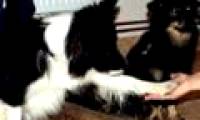 Dogs are also 'allergic' to injustice