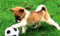Dogs are not colorblind