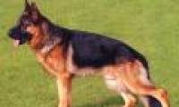 Dogs are species that are able to find the best explosives