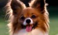 Dogs can find errors in simple calculations
