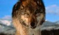 Dogs communicate with each other with their eyes