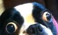 Dogs get into Guinness books because their eyes are too big
