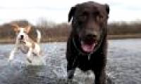 Dogs have a different way of understanding words than humans