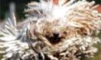 Dogs have long twisted fur