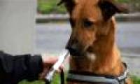 Dogs have the ability to detect ... lung cancer