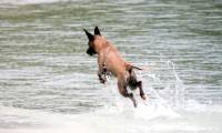 Dogs hunt sharks to survive on deserted island