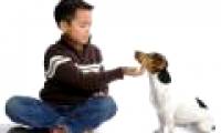 Dogs increase the risk of asthma in young children