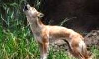 Dogs know how to sing like singers, the most rare in the world