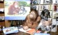 Dogs make friends with orangutans