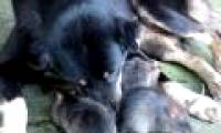 Dogs make 'nannies' for rats