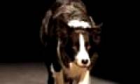 Dogs remember the name 1,022 objects