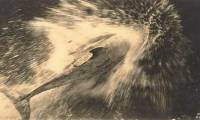 Dolphin guided ships through the New Zealand Strait for 24 years