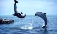 Dolphins and whales work to save people