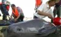 Dolphins are in tears because of the drought