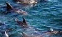 Dolphins kill themselves because of losing children