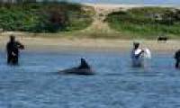Dolphins show the way for fishermen to catch fish