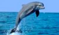 Dolphins teach each other to do circus