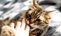 Domestic cats gnaw human corpses: Thought is a horror story but real!