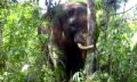 Dong Nai: Appeared to destroy forest elephants