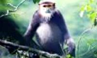 Dong Nai first appeared black-shanked douc langur