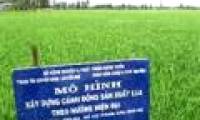 Dong Thap effectively uses four major rice varieties