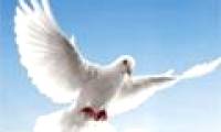 Dove - The intelligent bird of the animal world